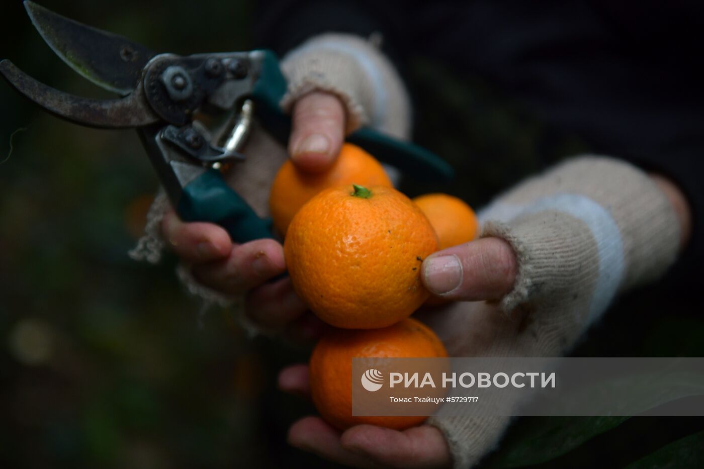 Сбор мандаринов в Абхазии