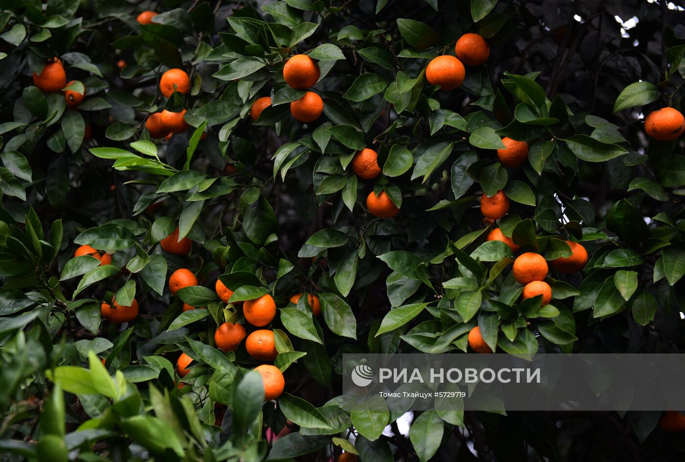 Сбор мандаринов в Абхазии