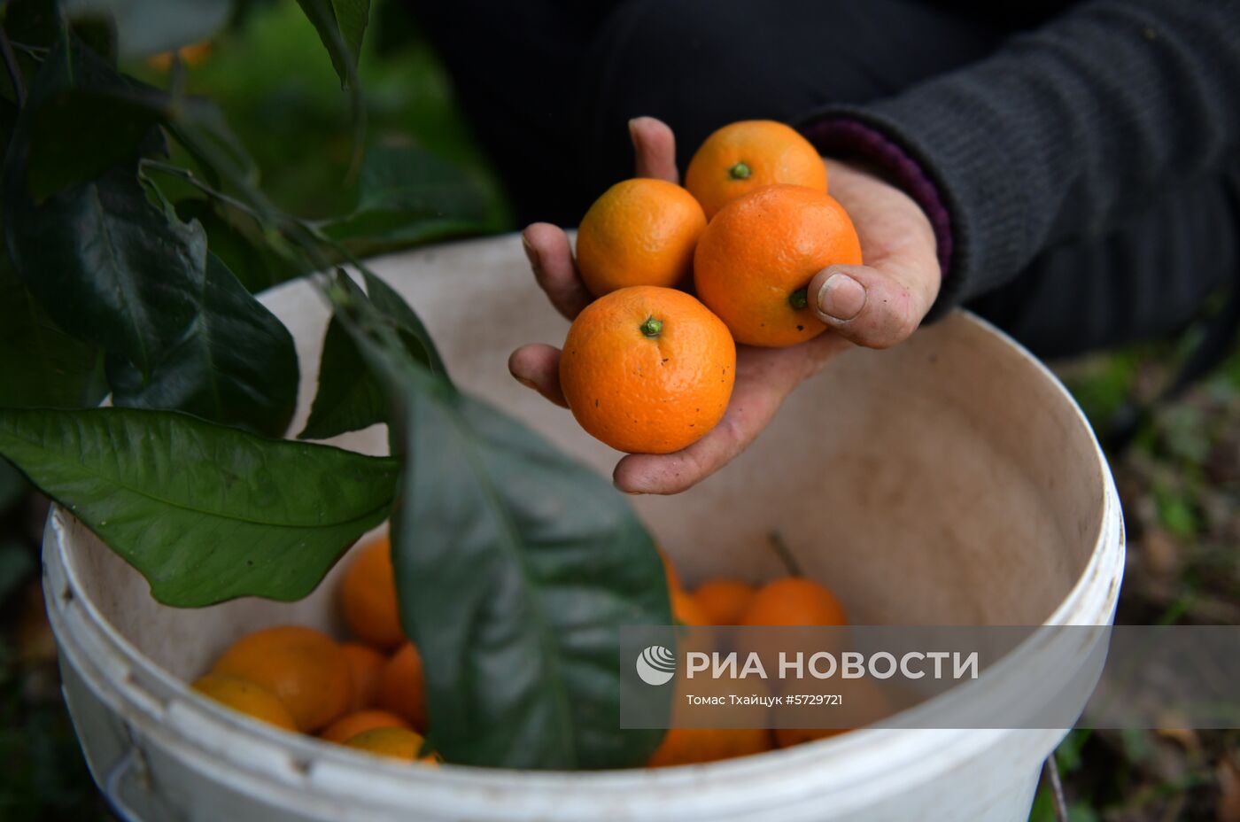 Сбор мандаринов в Абхазии