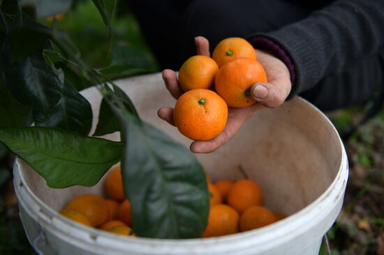 Сбор мандаринов в Абхазии