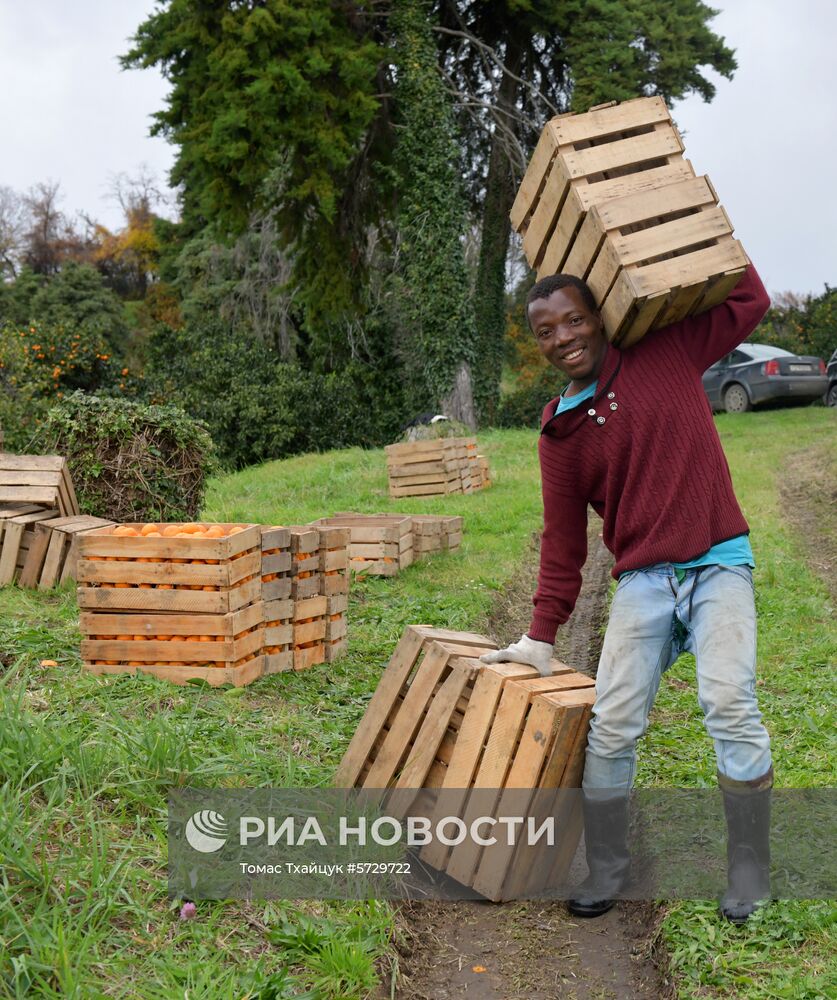 Сбор мандаринов в Абхазии