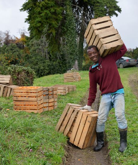 Сбор мандаринов в Абхазии