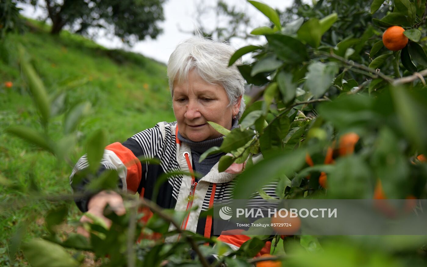 Сбор мандаринов в Абхазии