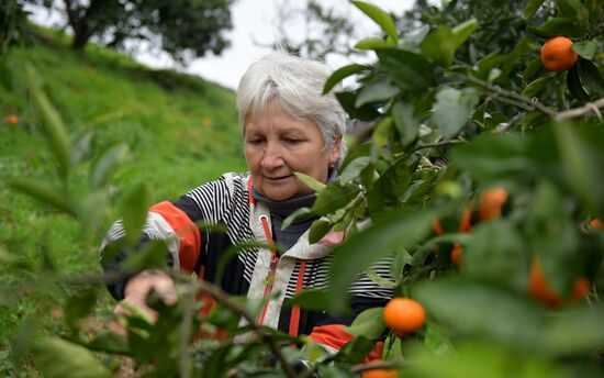 Сбор мандаринов в Абхазии