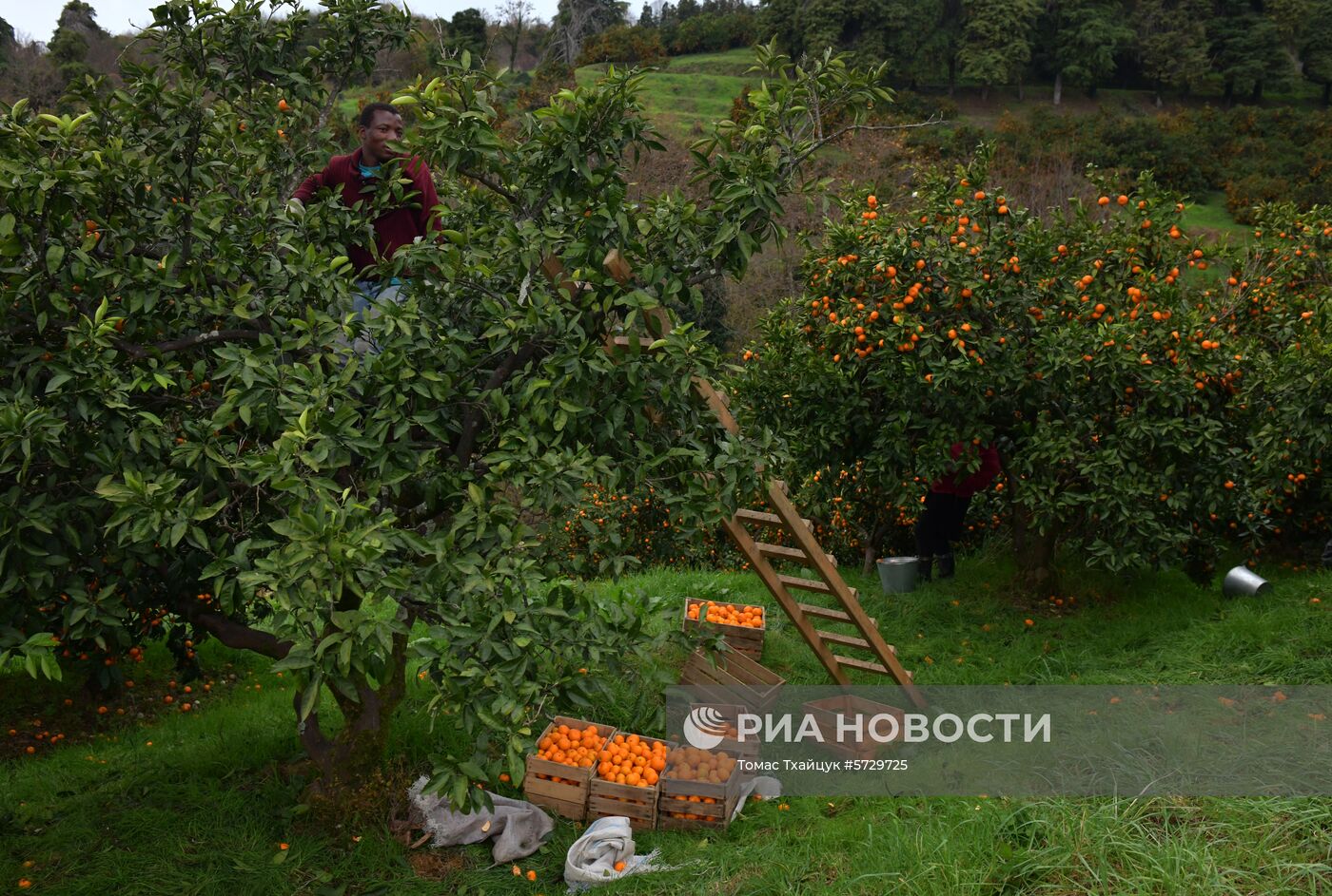 Сбор мандаринов в Абхазии