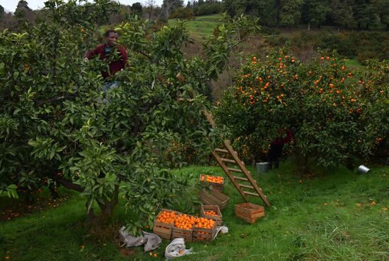 Сбор мандаринов в Абхазии