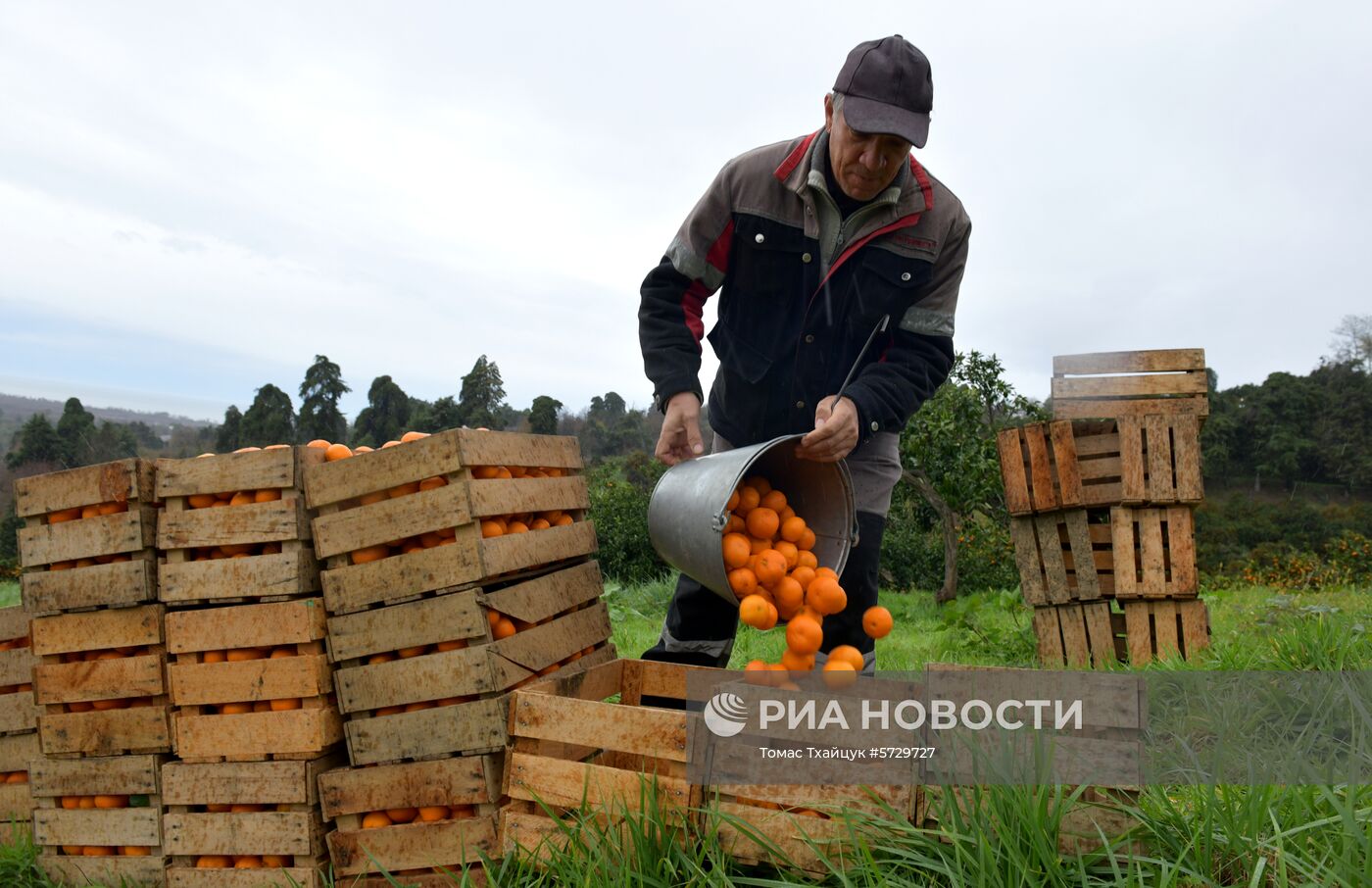 Сбор мандаринов в Абхазии