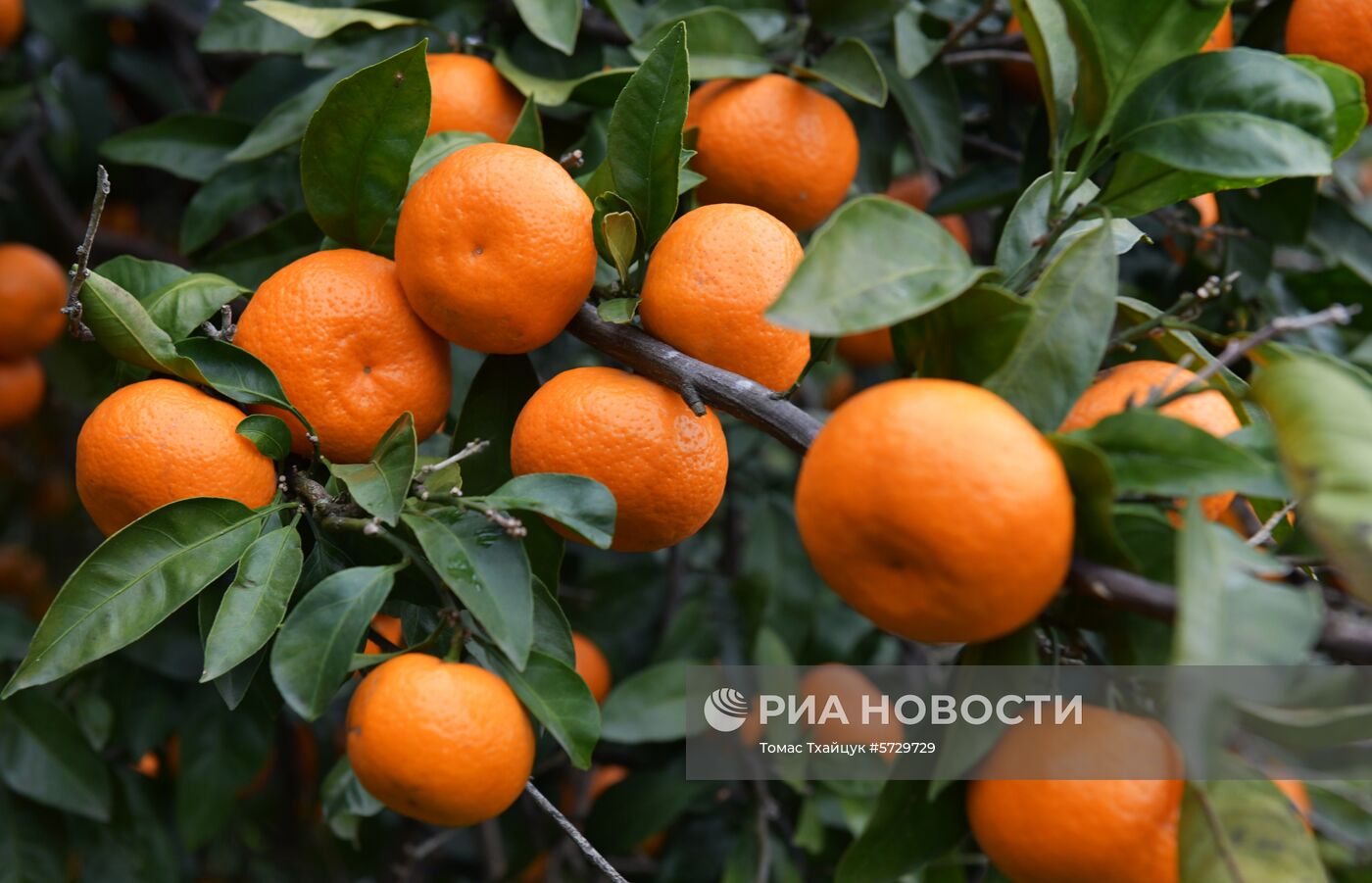 Сбор мандаринов в Абхазии