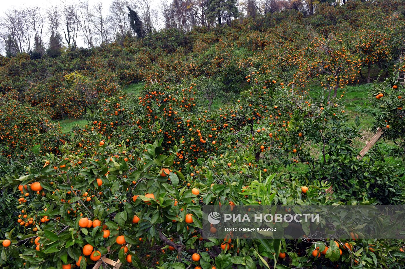 Сбор мандаринов в Абхазии