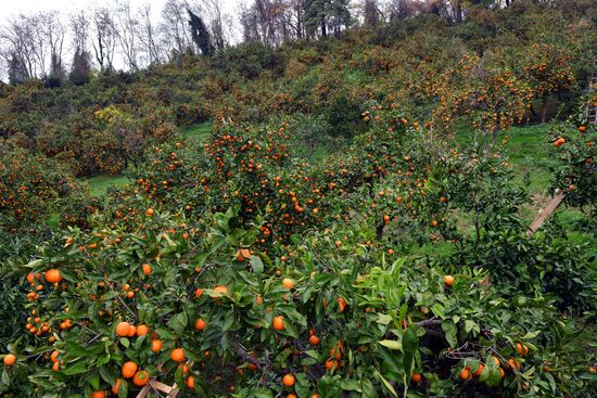 Сбор мандаринов в Абхазии