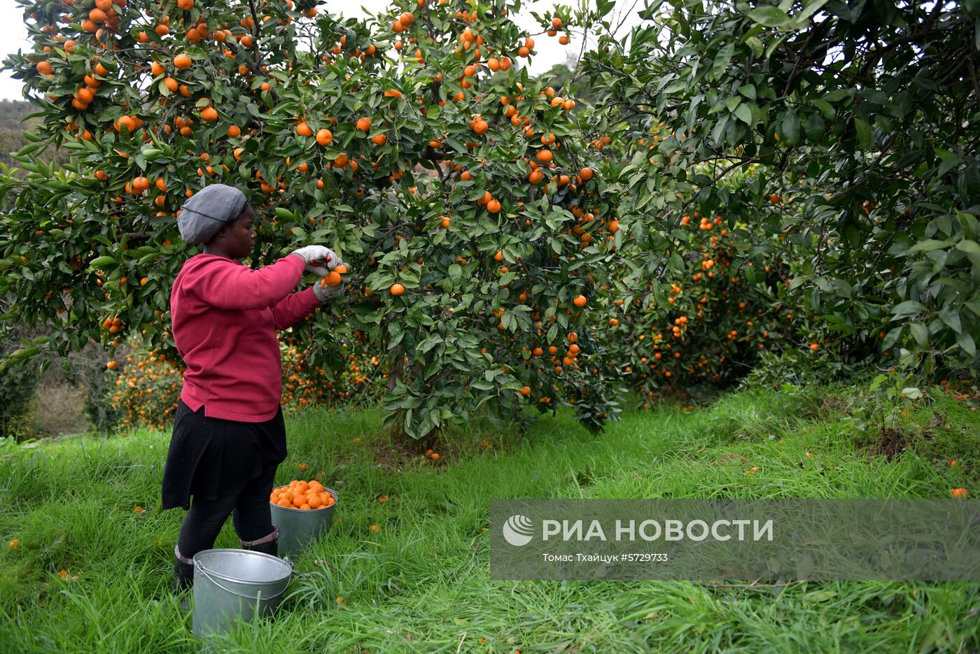 Сбор мандаринов в Абхазии