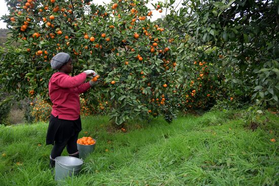 Сбор мандаринов в Абхазии