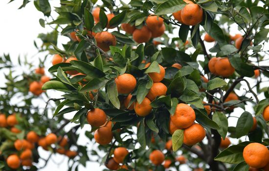 Сбор мандаринов в Абхазии