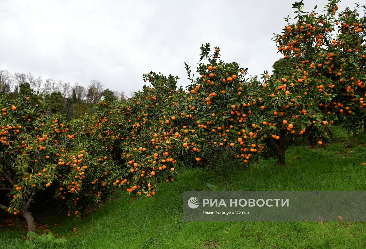 Сбор мандаринов в Абхазии