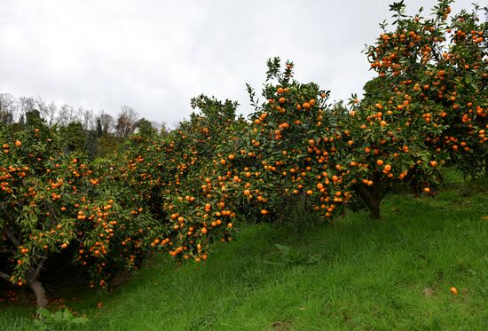 Сбор мандаринов в Абхазии