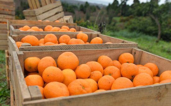 Сбор мандаринов в Абхазии