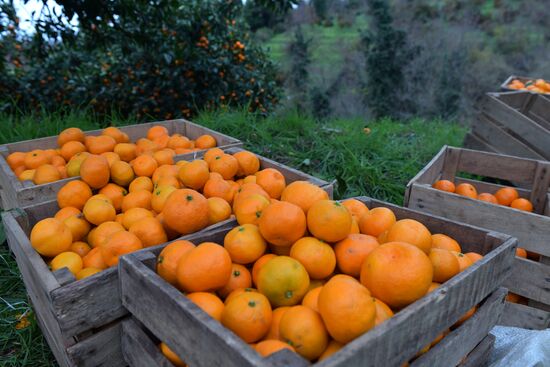 Сбор мандаринов в Абхазии