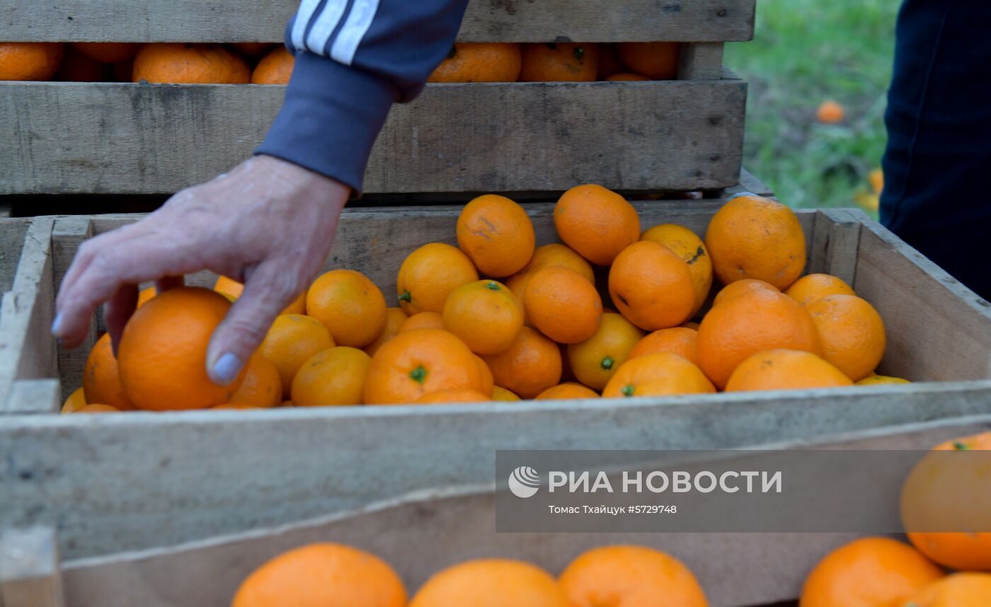Сбор мандаринов в Абхазии