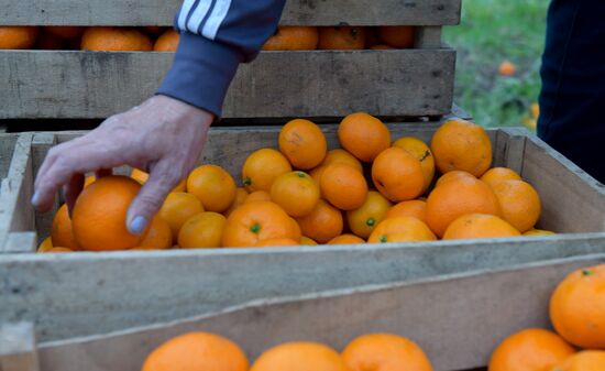 Сбор мандаринов в Абхазии