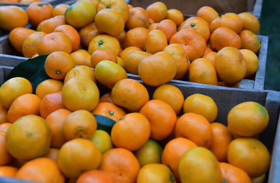 Сбор мандаринов в Абхазии