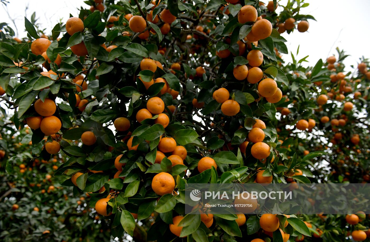 Сбор мандаринов в Абхазии