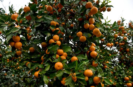 Сбор мандаринов в Абхазии