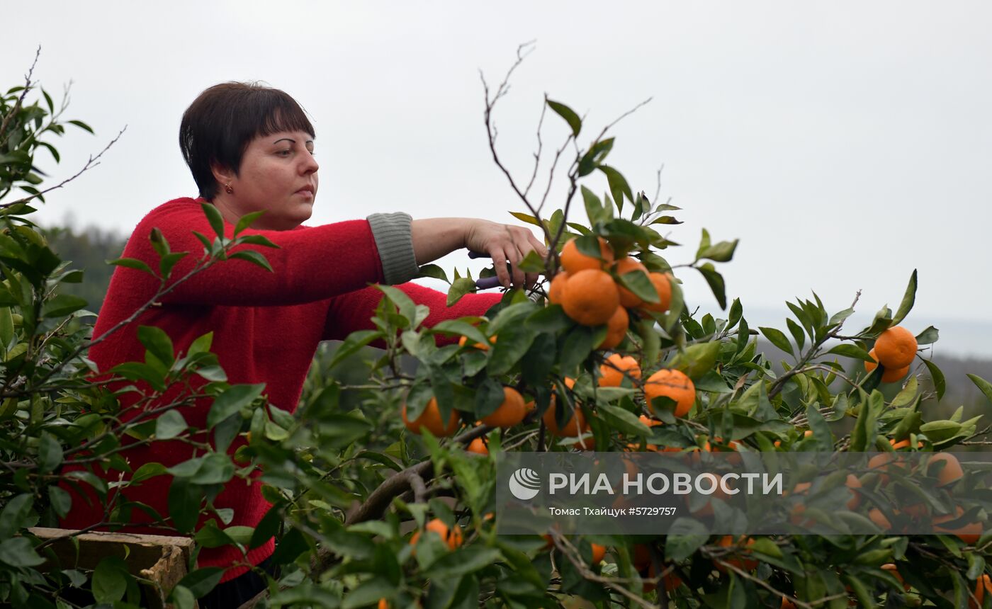 Сбор мандаринов в Абхазии
