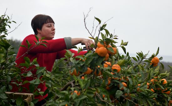 Сбор мандаринов в Абхазии