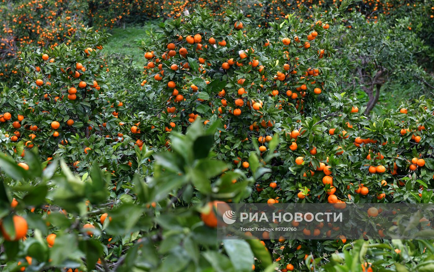 Сбор мандаринов в Абхазии