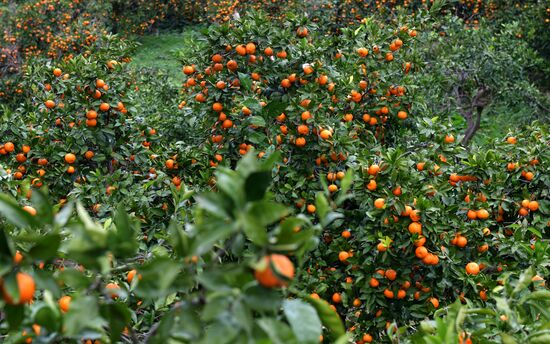 Сбор мандаринов в Абхазии