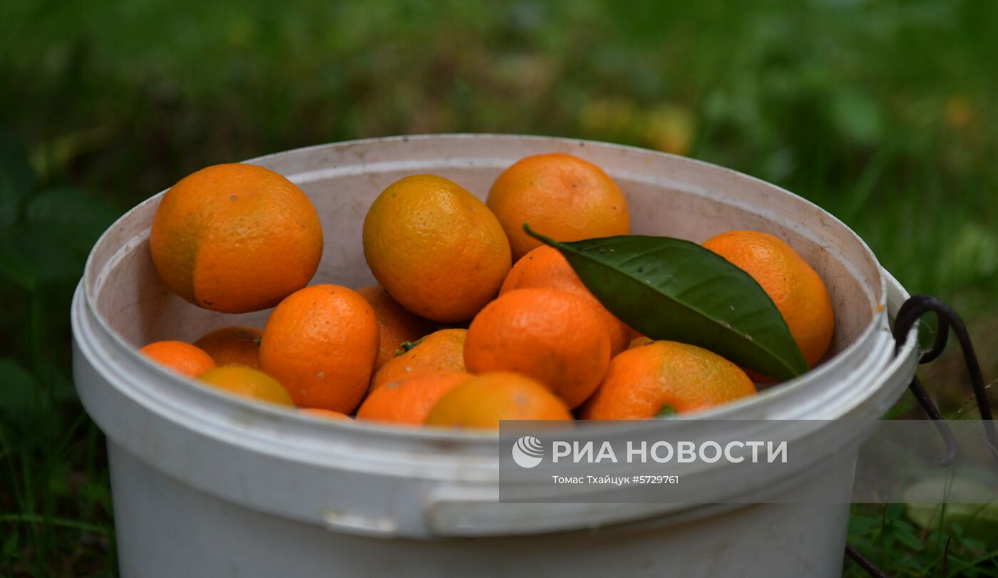 Сбор мандаринов в Абхазии