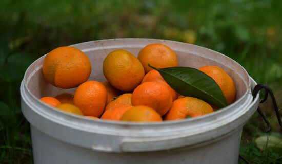 Сбор мандаринов в Абхазии