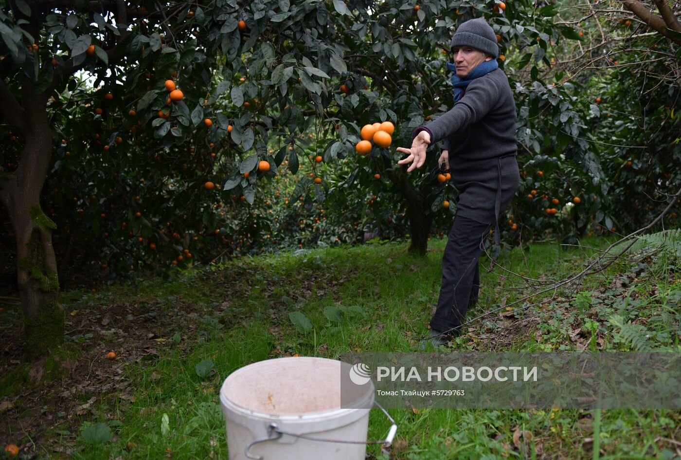Сбор мандаринов в Абхазии