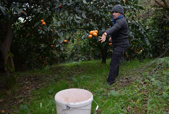 Сбор мандаринов в Абхазии
