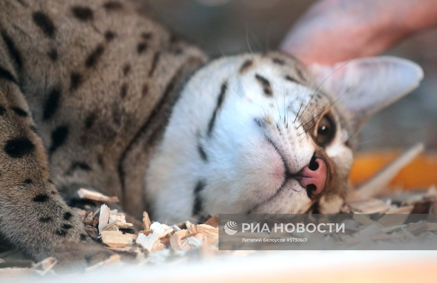 Выставка самых редких домашних кошек в Ботаническом саду МГУ "Аптекарский огород" 