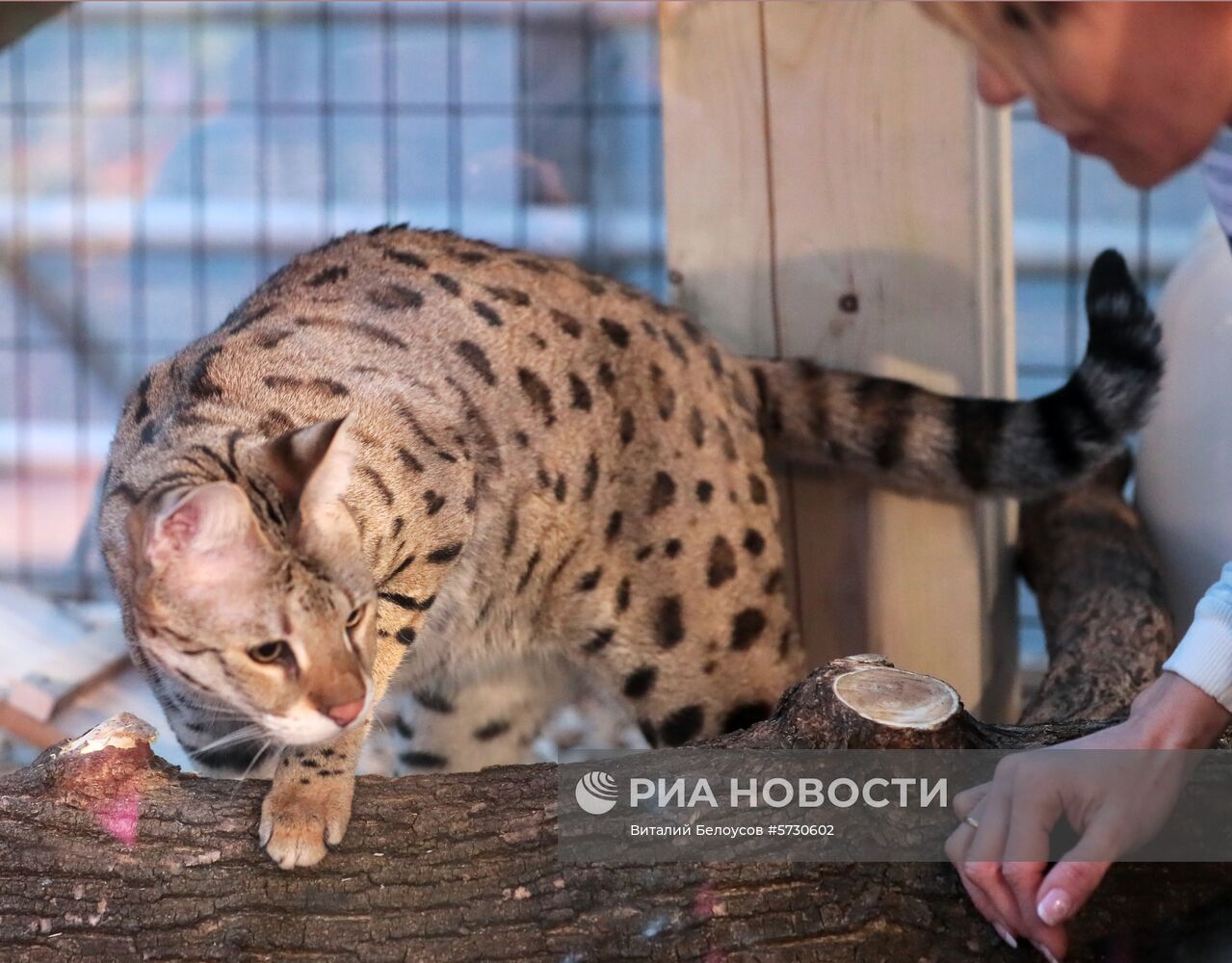Выставка самых редких домашних кошек в Ботаническом саду МГУ «Аптекарский огород» 