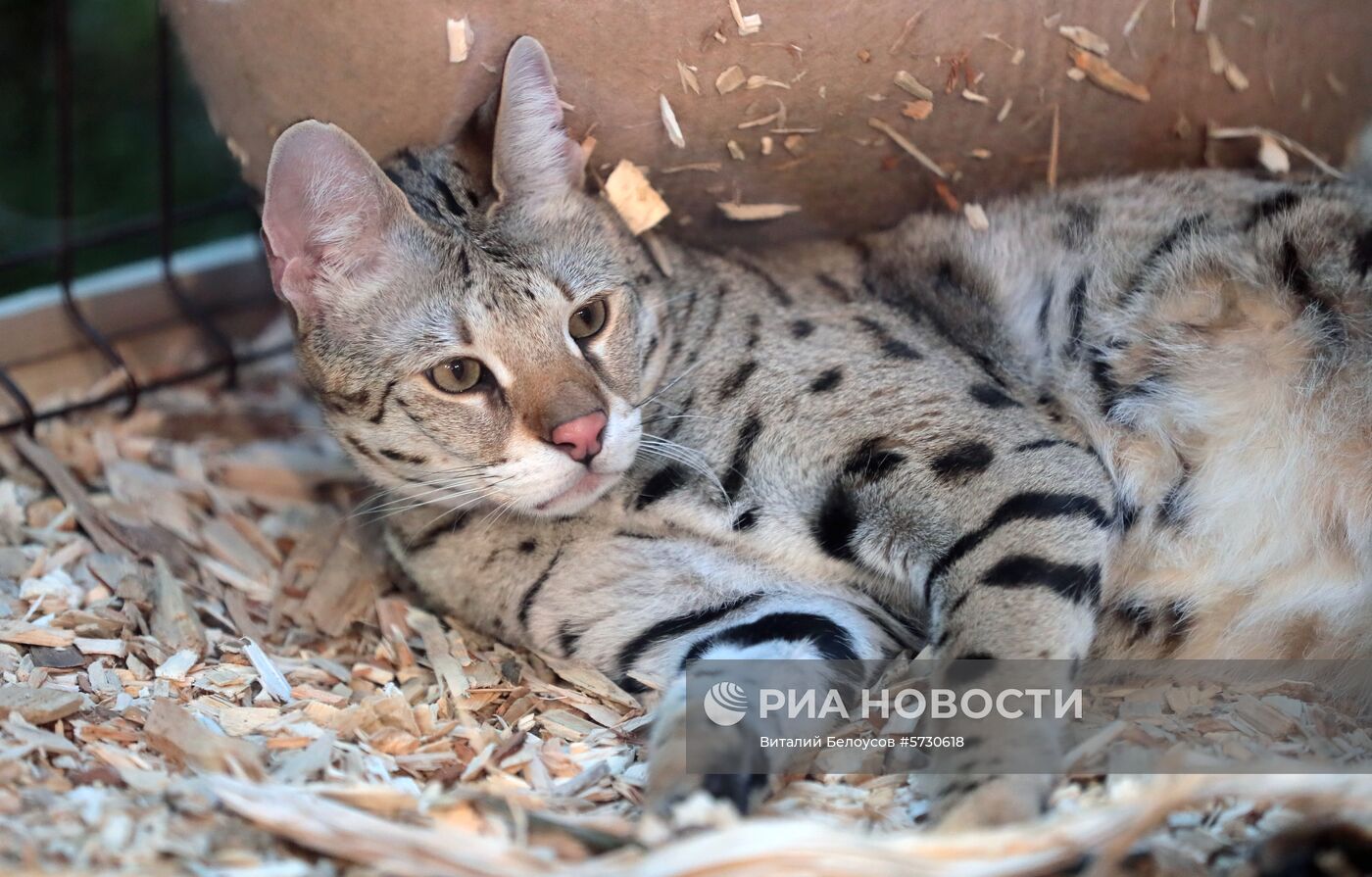 Выставка самых редких домашних кошек в Ботаническом саду МГУ "Аптекарский огород" 