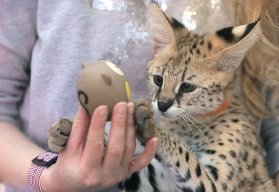 Выставка самых редких домашних кошек в Ботаническом саду МГУ «Аптекарский огород» 