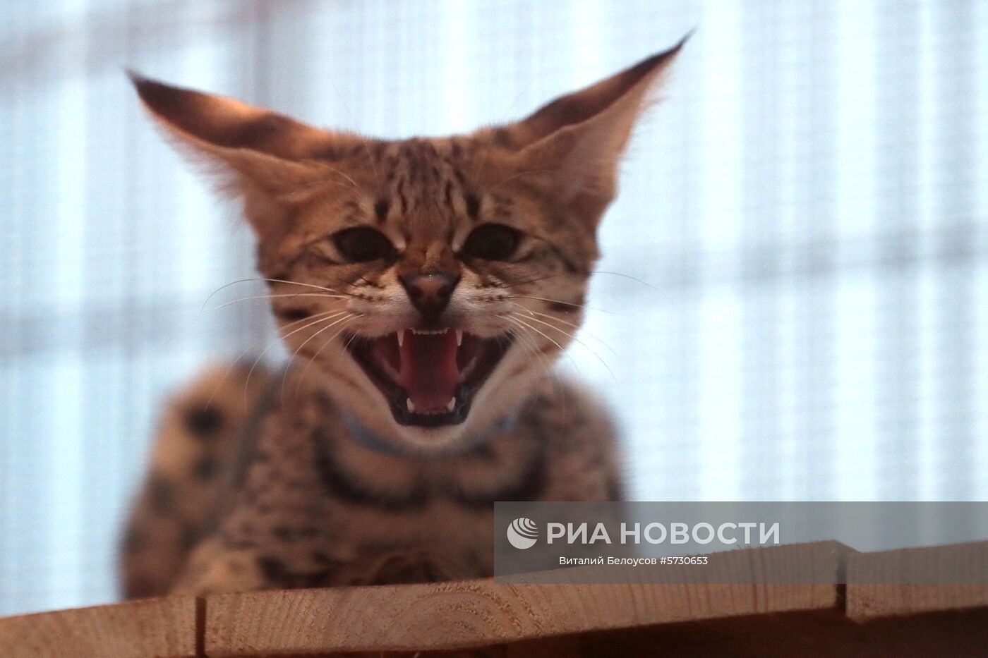 Выставка самых редких домашних кошек в Ботаническом саду МГУ "Аптекарский огород" 