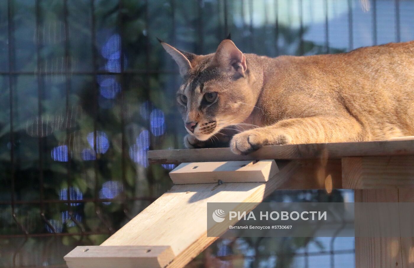 Выставка самых редких домашних кошек в Ботаническом саду МГУ "Аптекарский огород" 