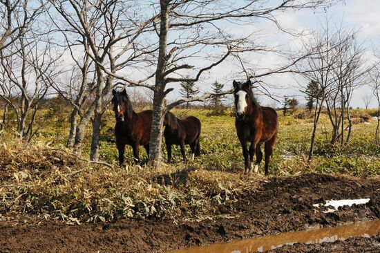 Курильские острова