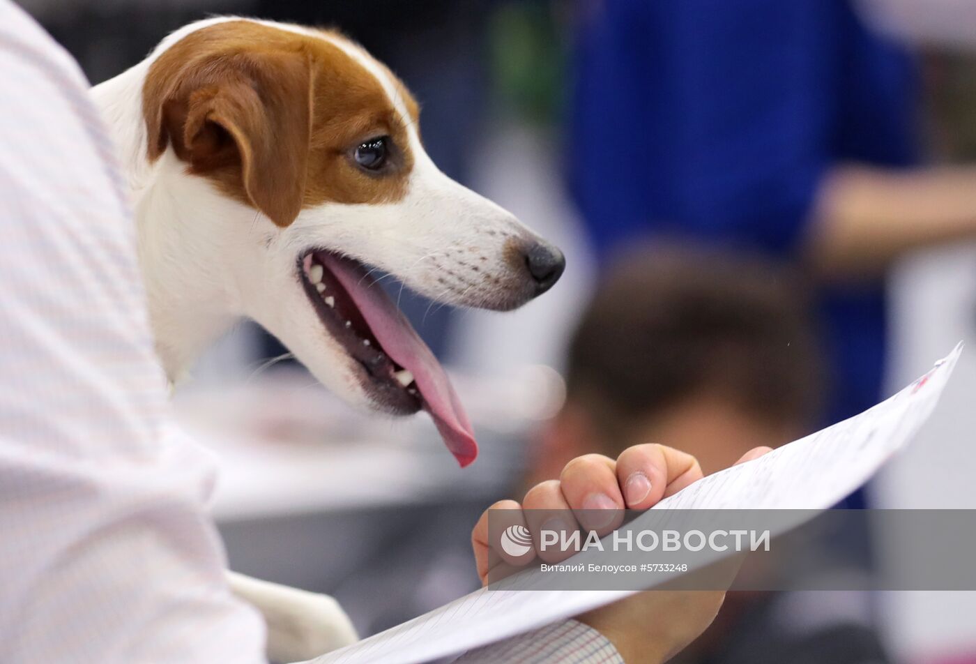 Выставка домашних питомцев "Кубок мэра 2018"