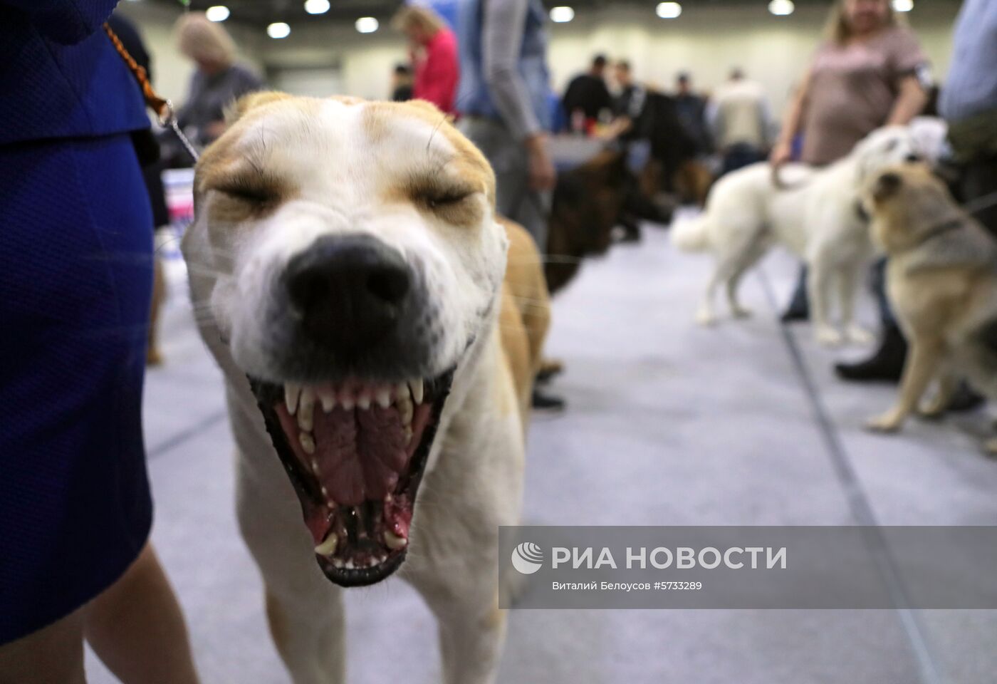 Выставка домашних питомцев "Кубок мэра 2018" 