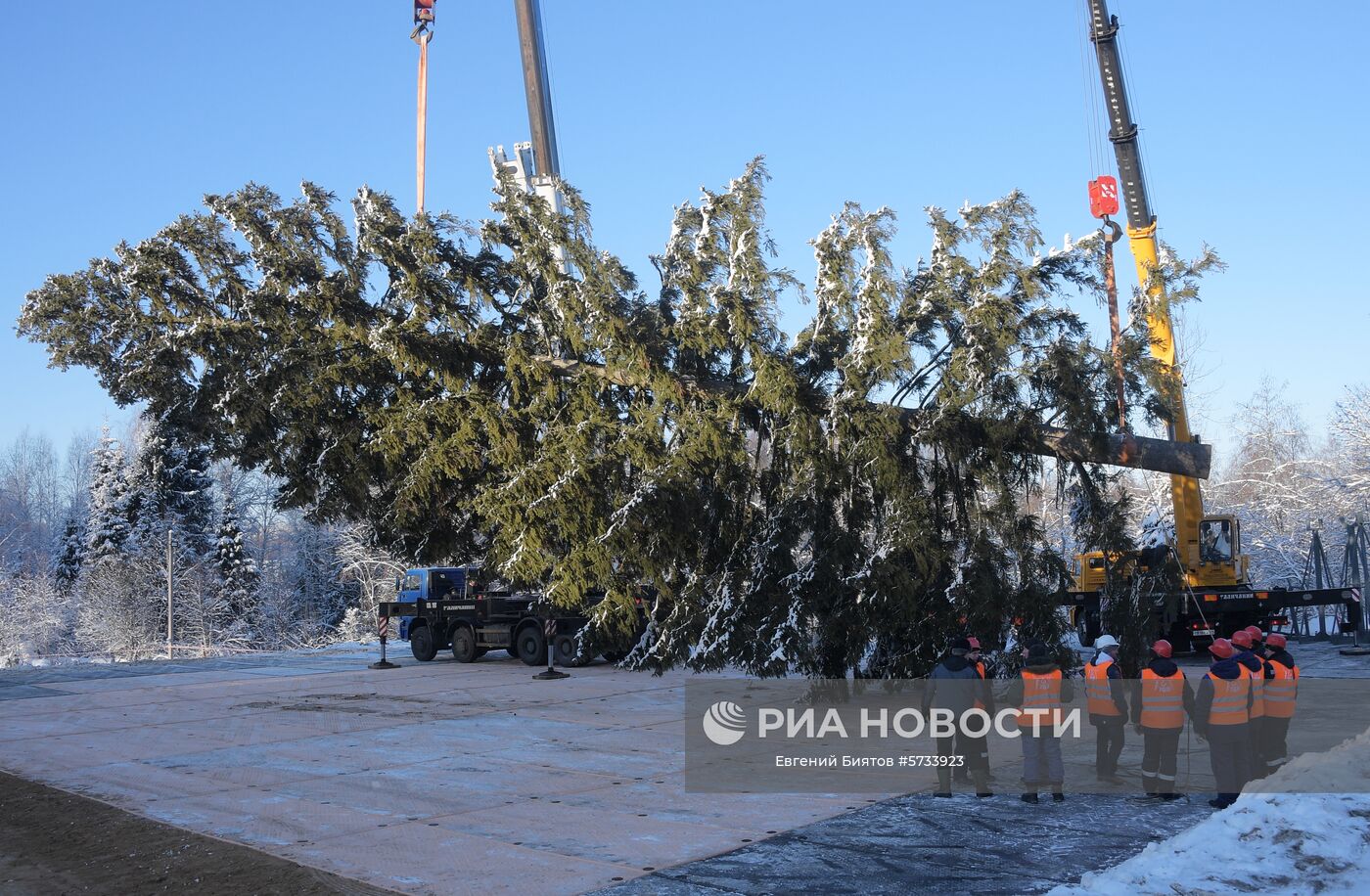 Рубка главной новогодней ели страны в Московской области. Дерево возрастом 100 лет, высотой 27 метров и диаметром ствола 60 см доставят на Соборную площадь Московского Кремля 18 декабря. Место: Россия, Московская область. Автор: Евгений Биятов/РИА Новости. Рубка главной новогодней ели страны в Московской области