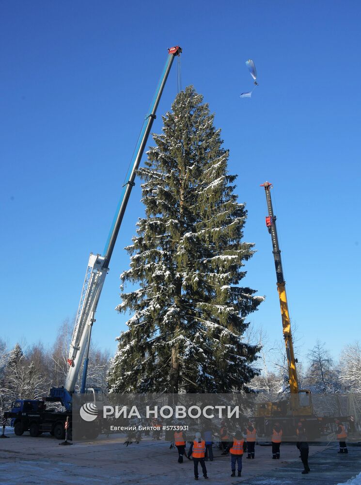 Рубка главной новогодней ели страны в Московской области. Дерево возрастом 100 лет, высотой 27 метров и диаметром ствола 60 см доставят на Соборную площадь Московского Кремля 18 декабря. Место: Россия, Московская область. Автор: Евгений Биятов/РИА Новости. Рубка главной новогодней ели страны в Московской области