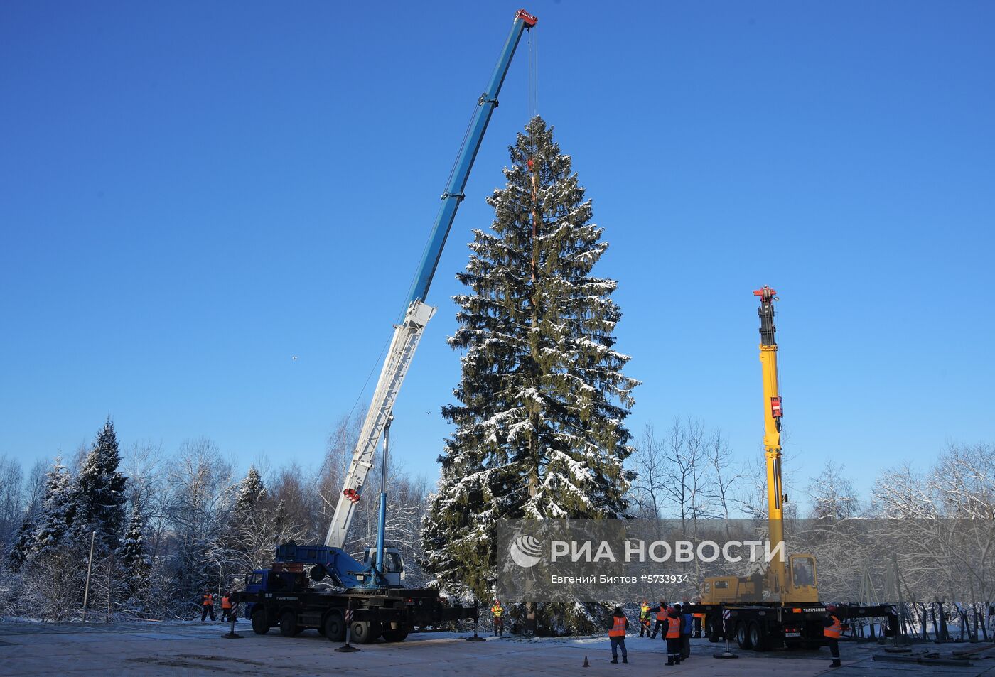 Рубка главной новогодней ели страны в Московской области