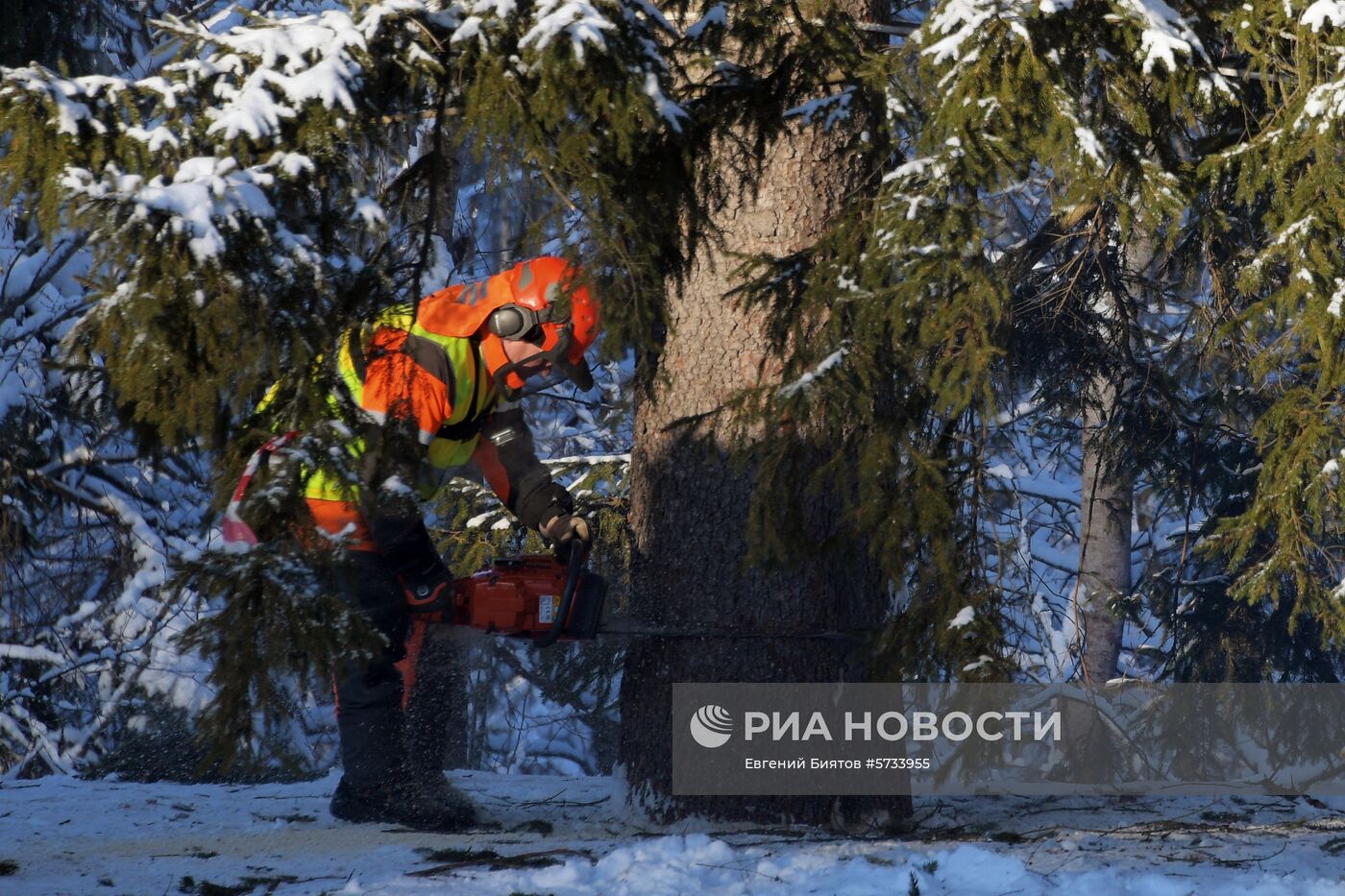 Рубка главной новогодней ели страны в Московской области