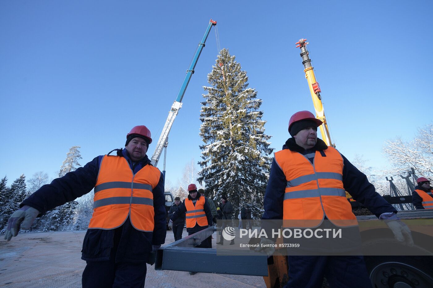 Рубка главной новогодней ели страны в Московской области