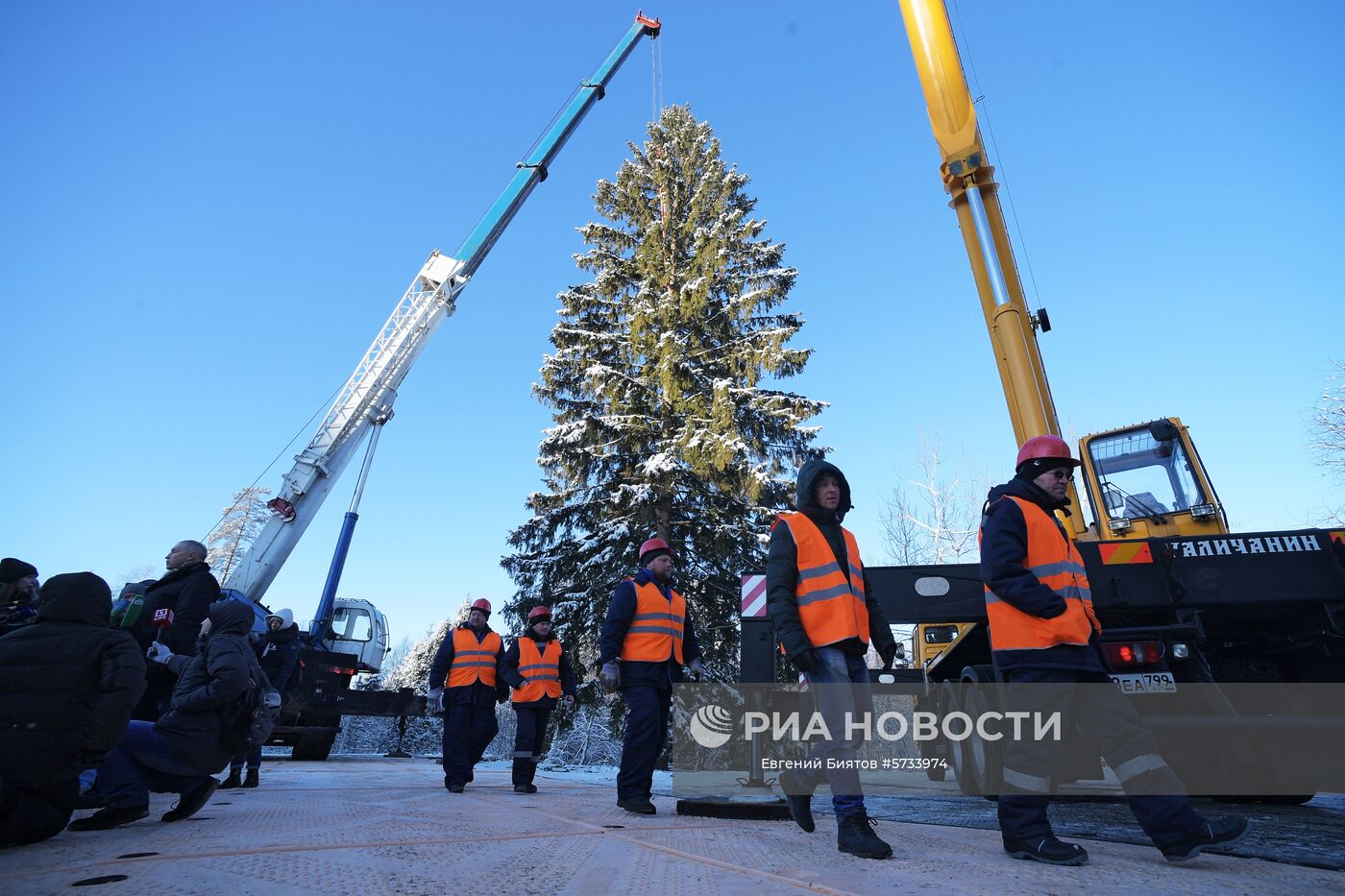 Рубка главной новогодней ели страны в Московской области