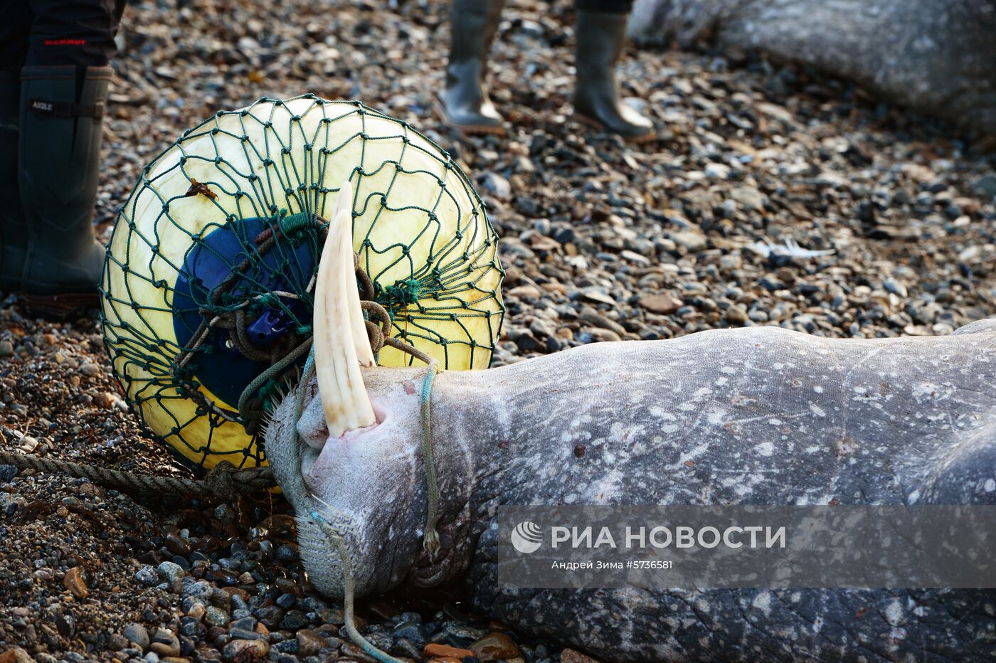  Охота на моржей на Чукотке